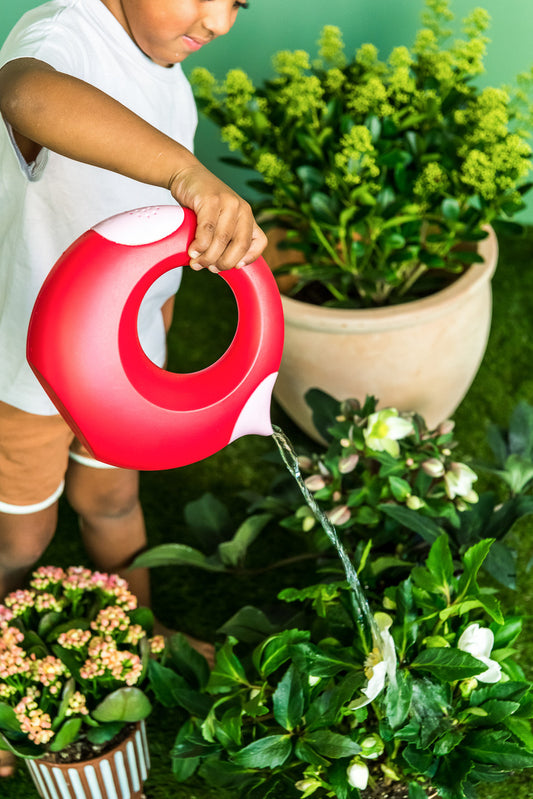 Regadera Cana Large Quut Cherry