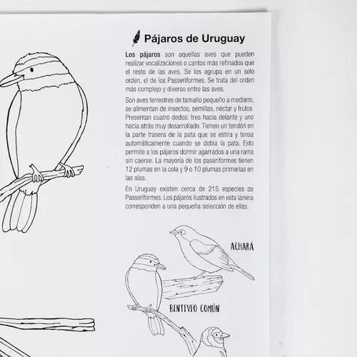 Lámina gigante para colorear pájaros del Uruguay Pika